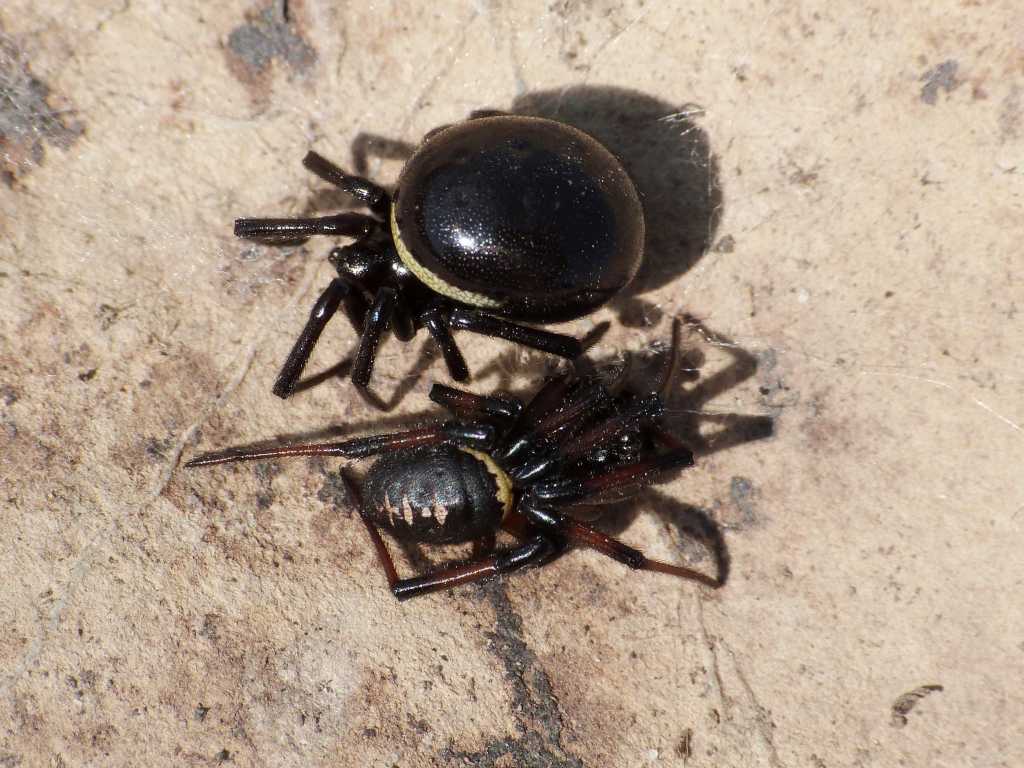 Coppia di Steatoda paykulliana - Tolfa (RM)